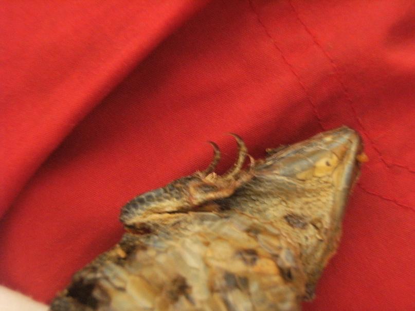 Identificazione di lacertide morto